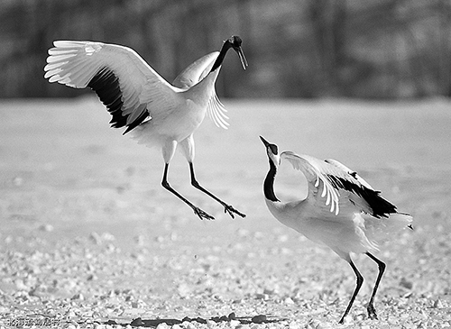 タンチョウのたわむれ
