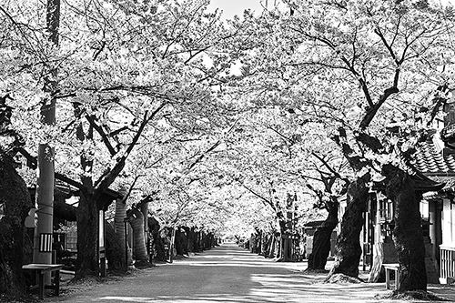がいせん桜通り