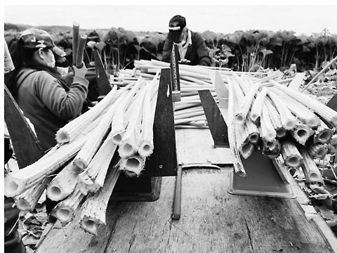 音別産のフキの出荷作業。写真提供、SBCC