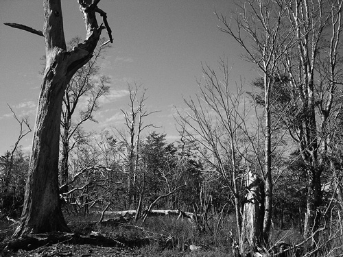白骨化した広葉樹が集中する尾根筋